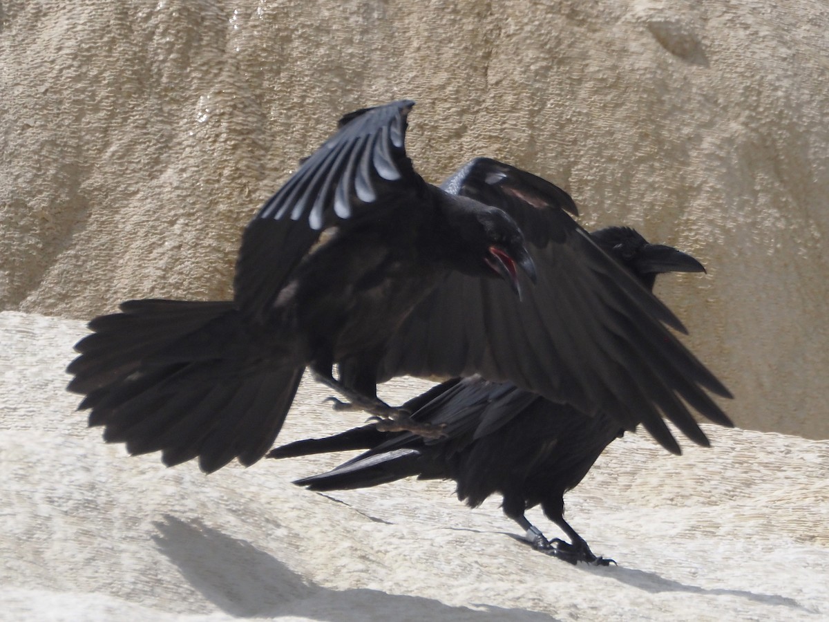 Corvo imperiale - ML647831896