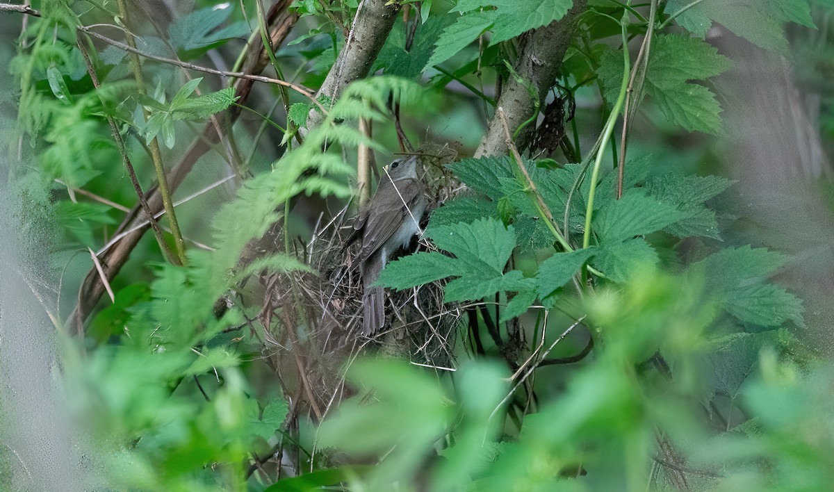 Fauvette des jardins - ML647831929