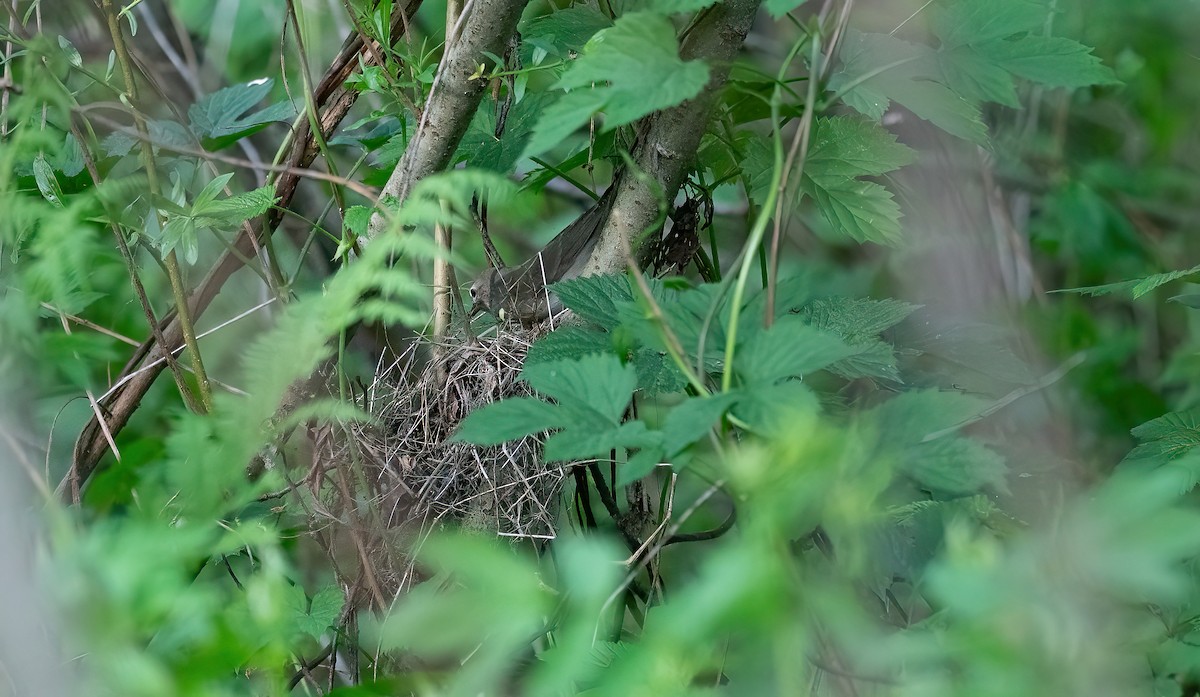 Fauvette des jardins - ML647831930