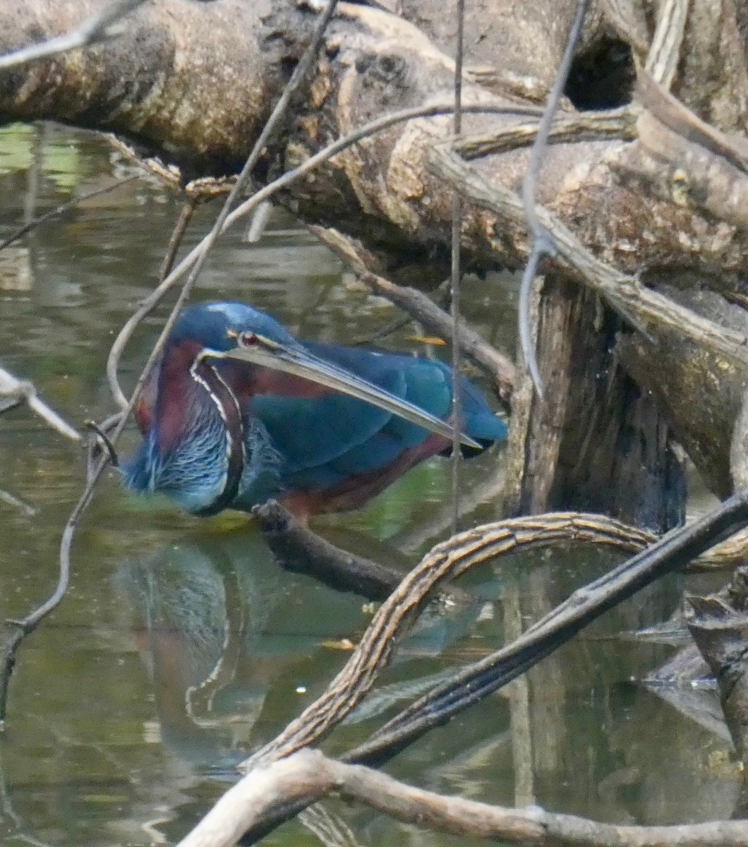 Agami Balıkçılı - ML647831939