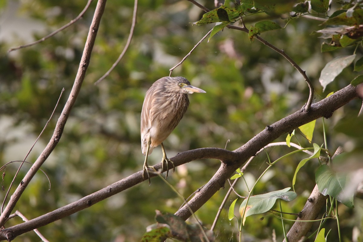 Indian Pond-Heron - ML647831991