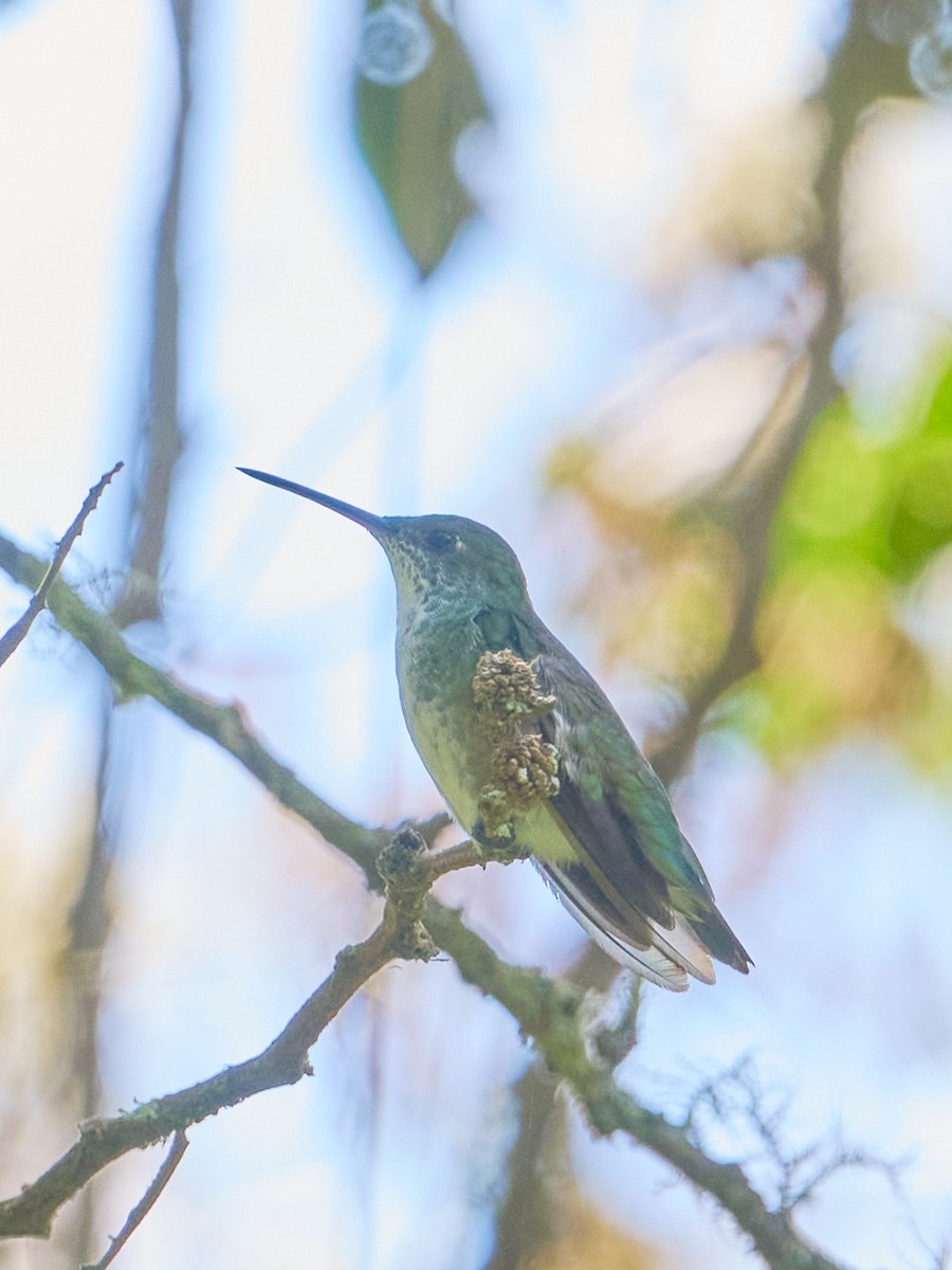 Green-and-white Hummingbird - ML647832030