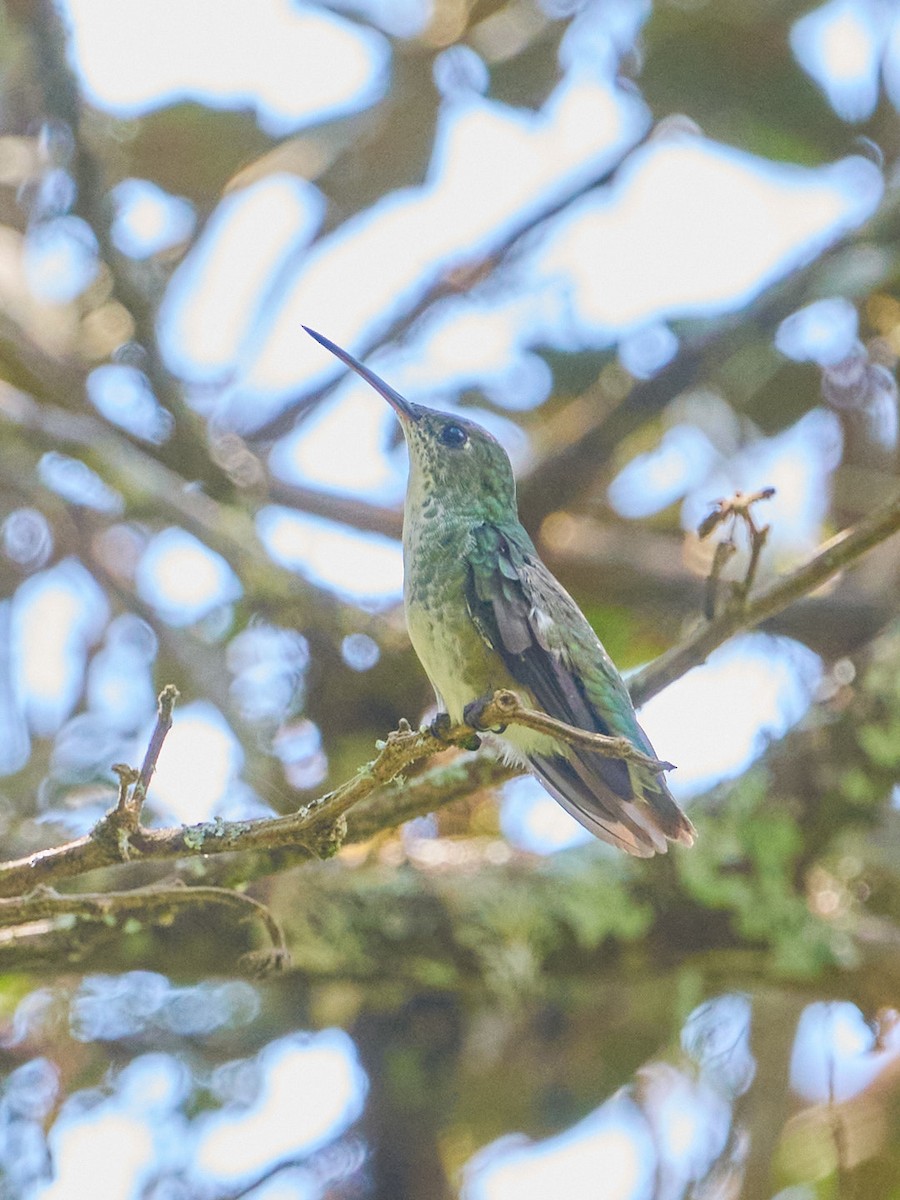 Green-and-white Hummingbird - ML647832031