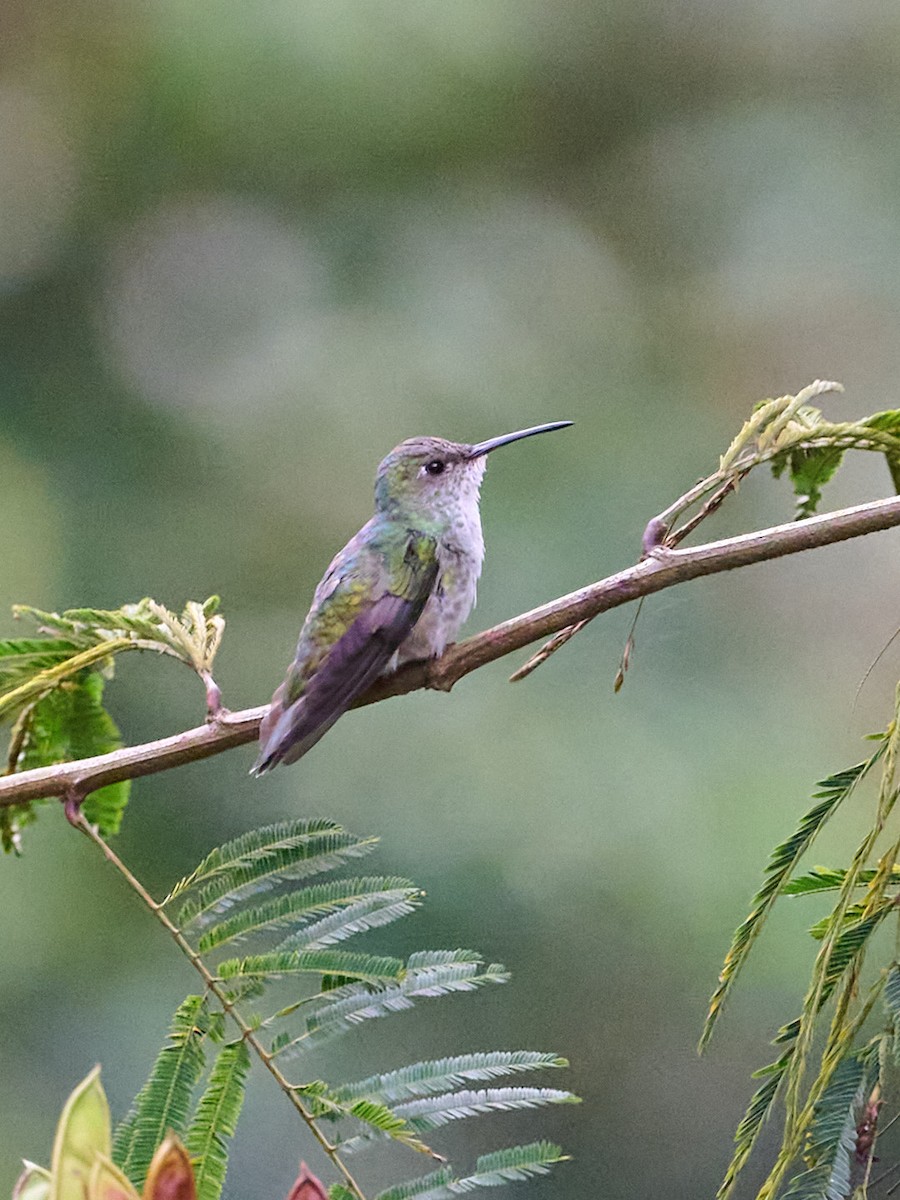 Green-and-white Hummingbird - ML647832032