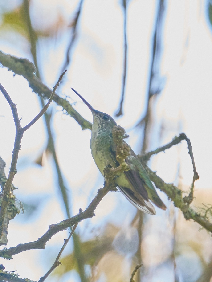 Green-and-white Hummingbird - ML647832033