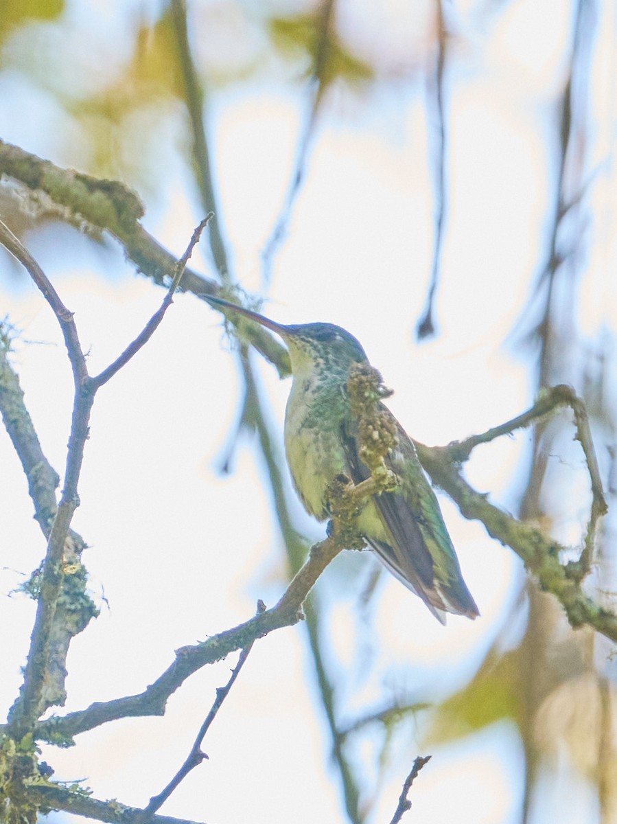 Green-and-white Hummingbird - ML647832034