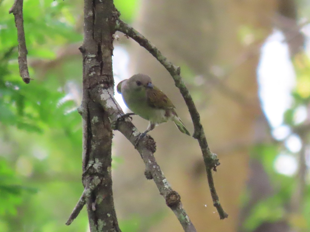 Lesser Honeyguide - ML647832098