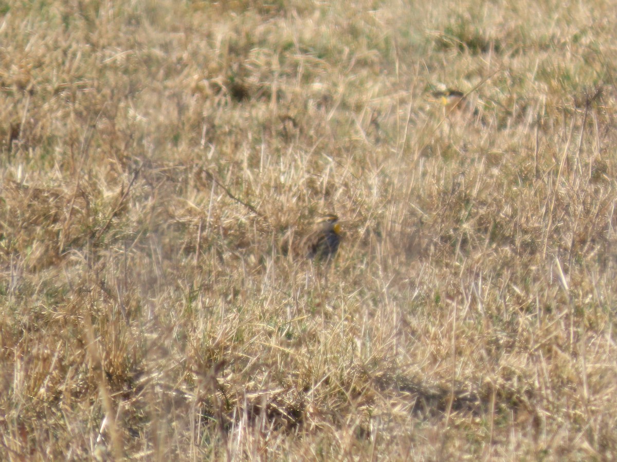 Western Meadowlark - ML647832104