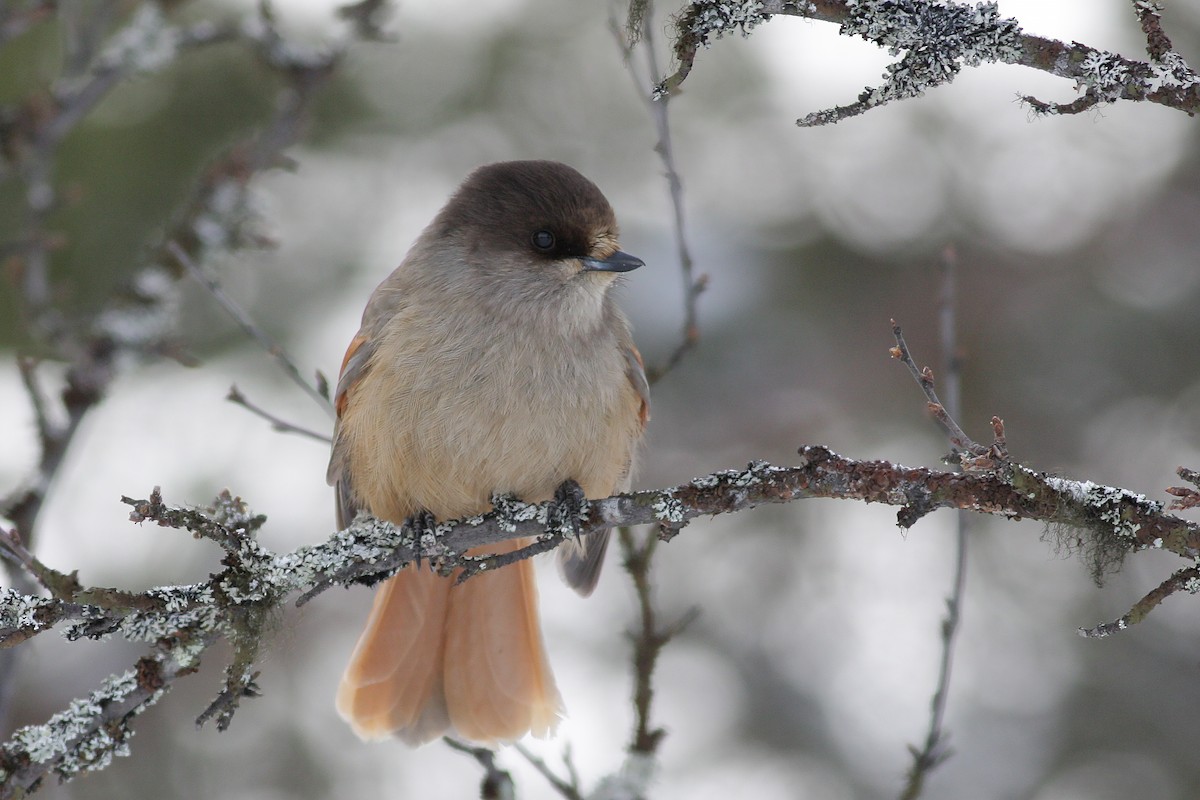 Siberian Jay - ML647832119