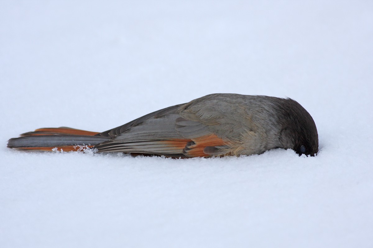 Siberian Jay - ML647832120