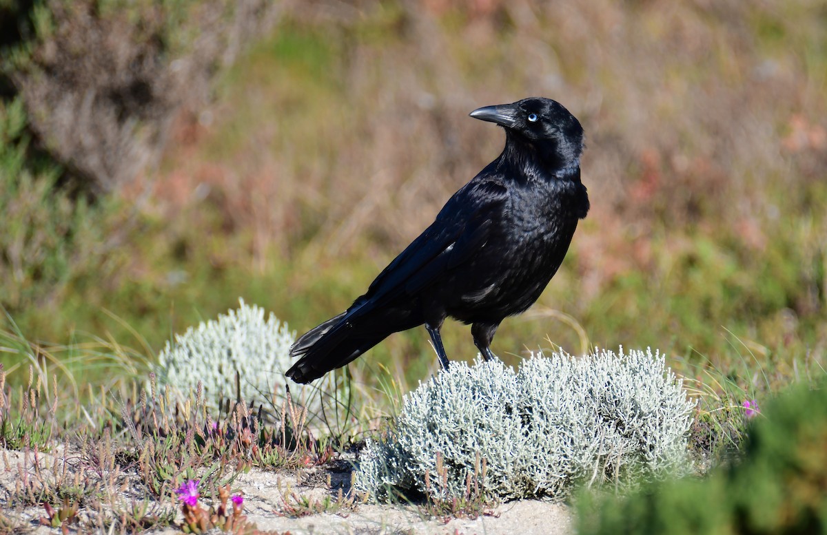 Little Raven - ML647832127