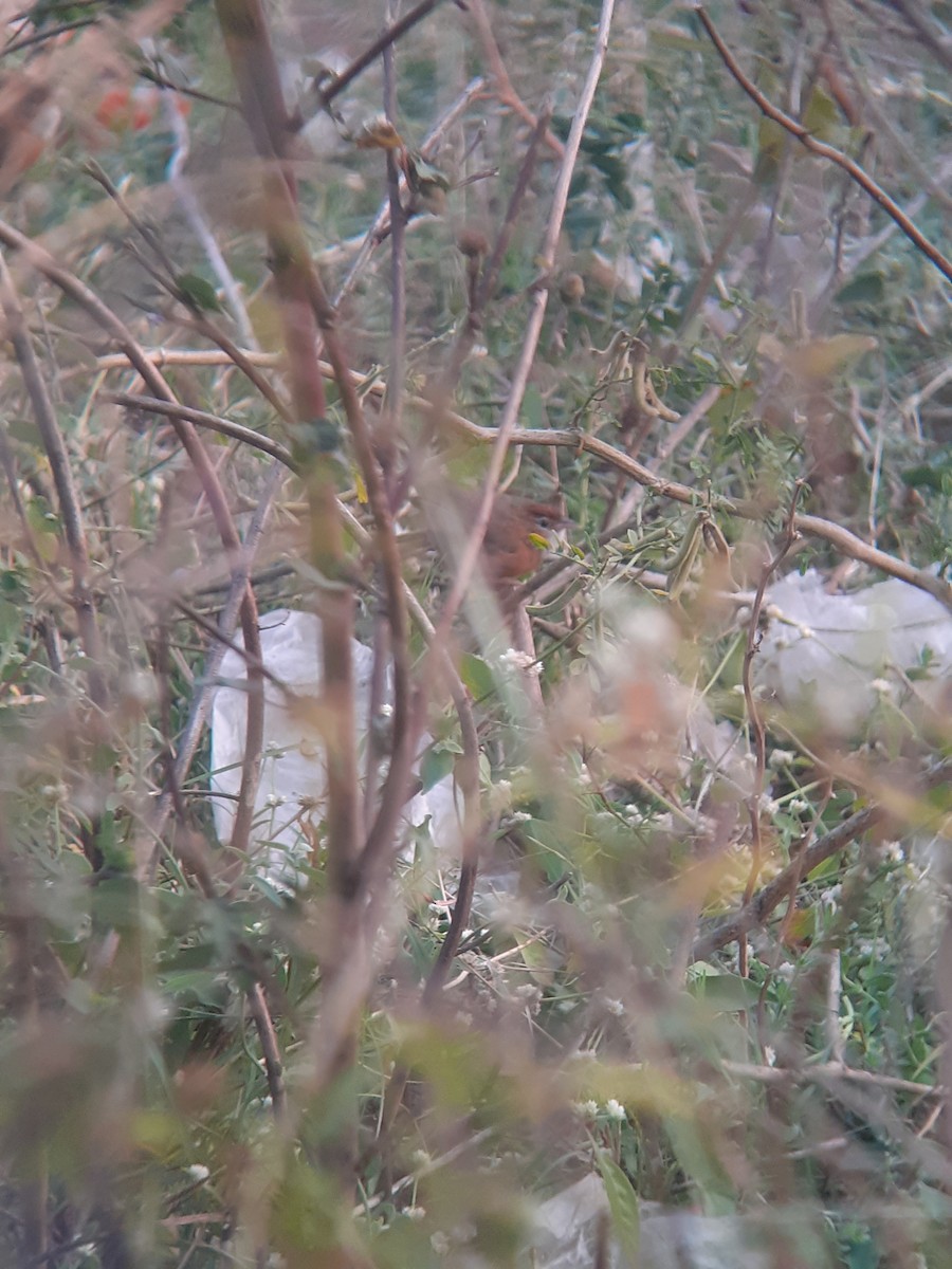 Tawny-bellied Babbler - ML647832144