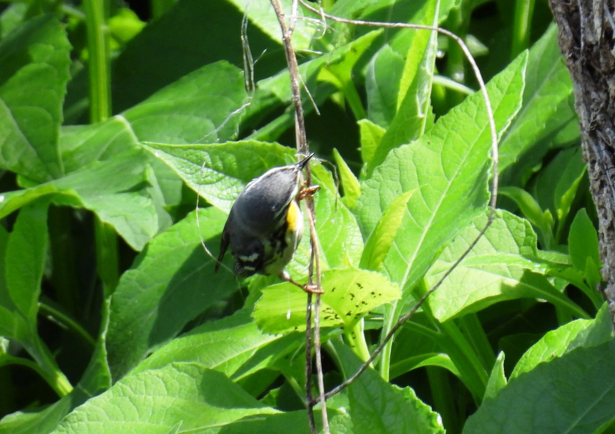 Paruline à gorge jaune - ML647832151