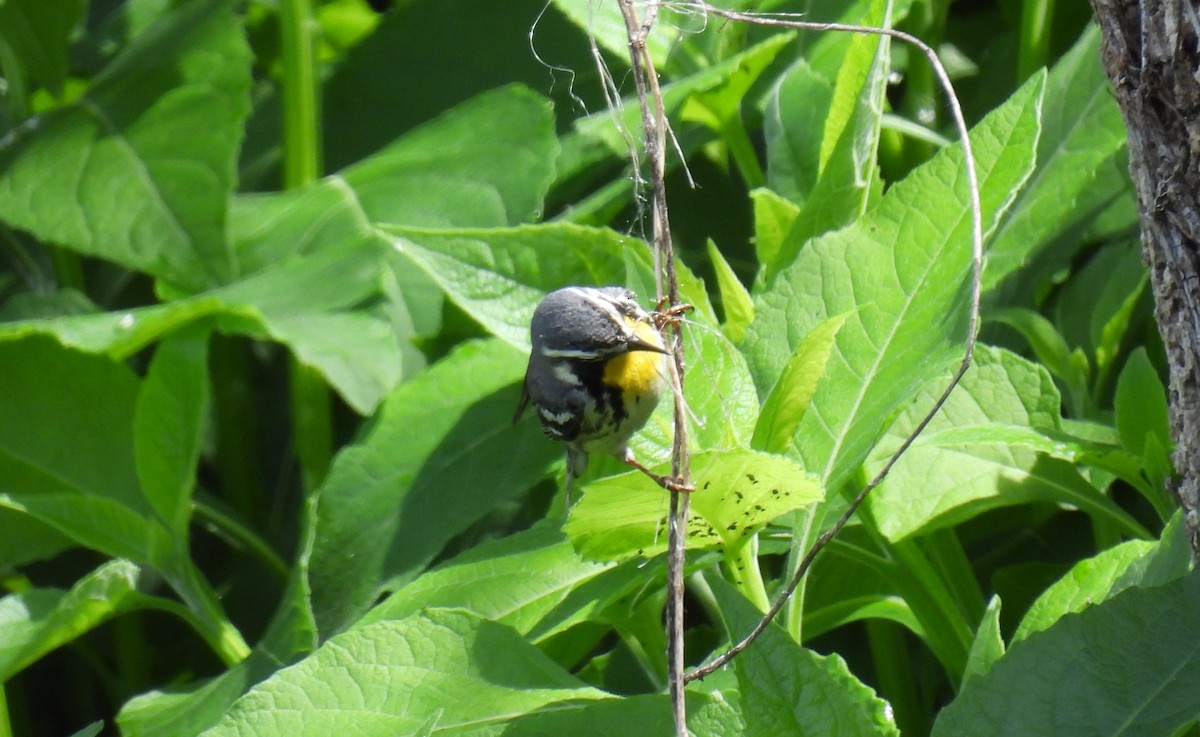 Paruline à gorge jaune - ML647832152