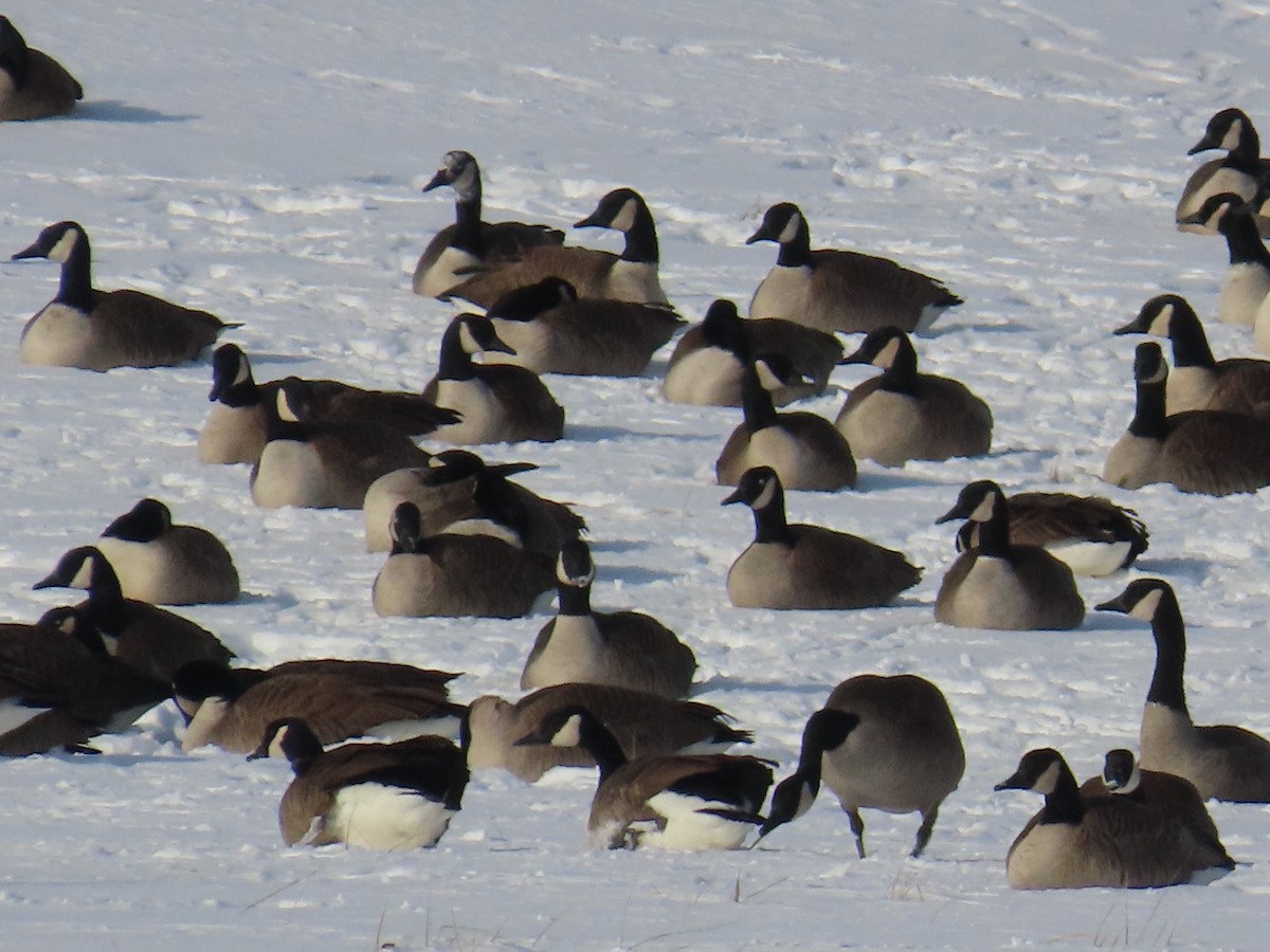 Canada Goose - ML647832157