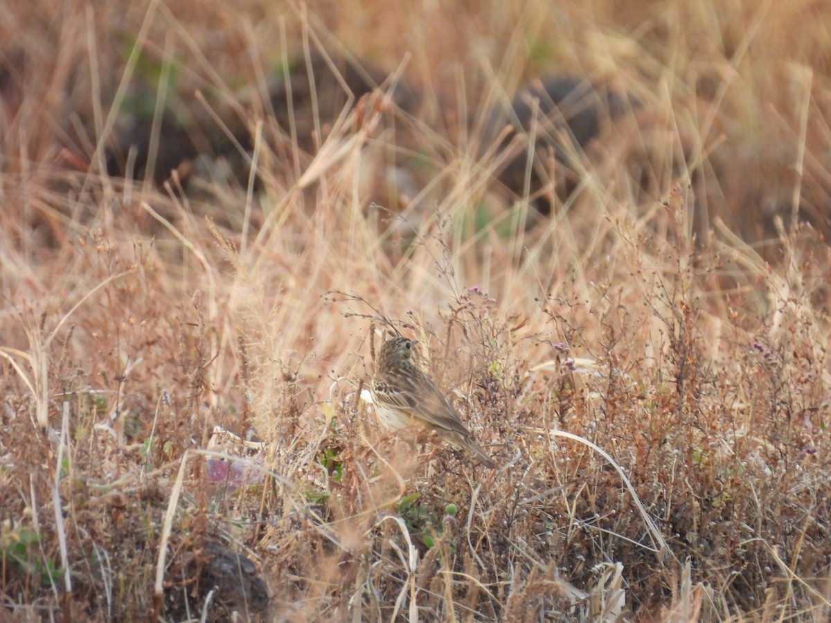 Tree Pipit - ML647832159