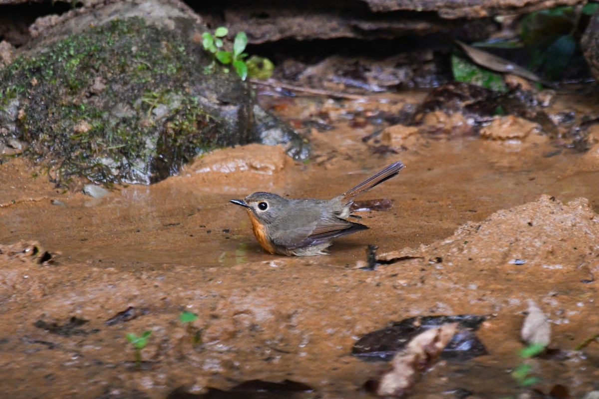 Hill Blue Flycatcher - ML647832160