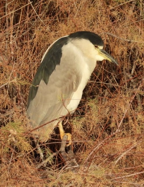 Black-crowned Night Heron - ML647832161