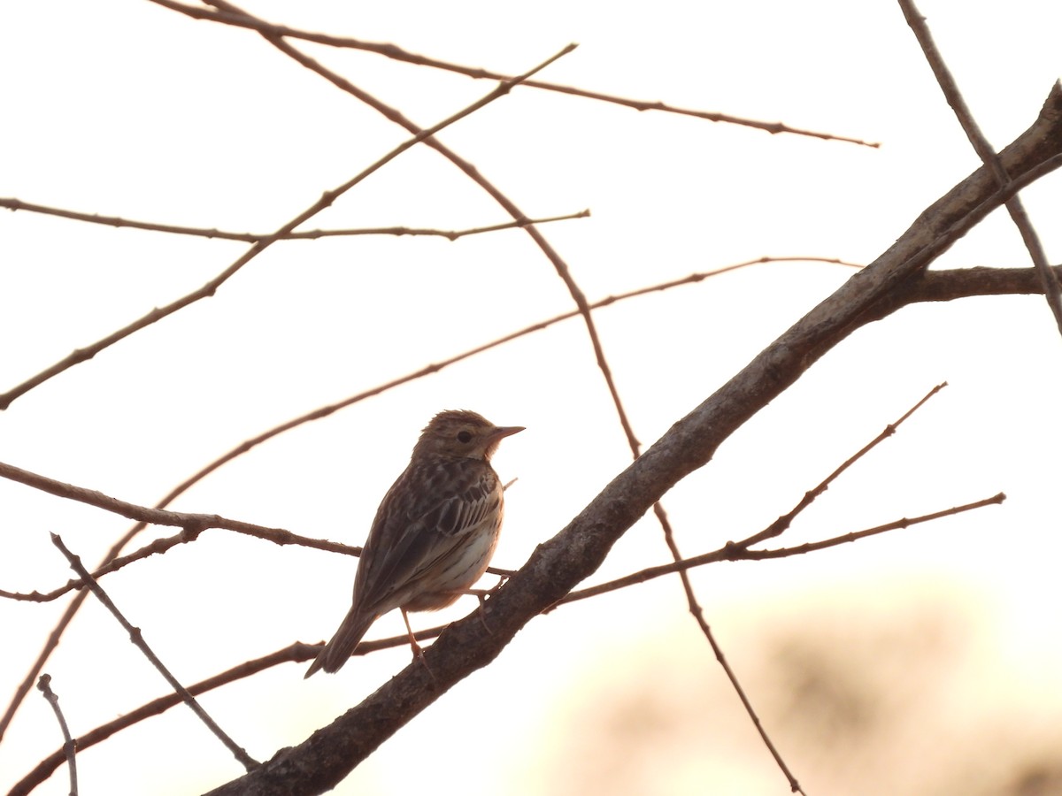 Tree Pipit - ML647832162