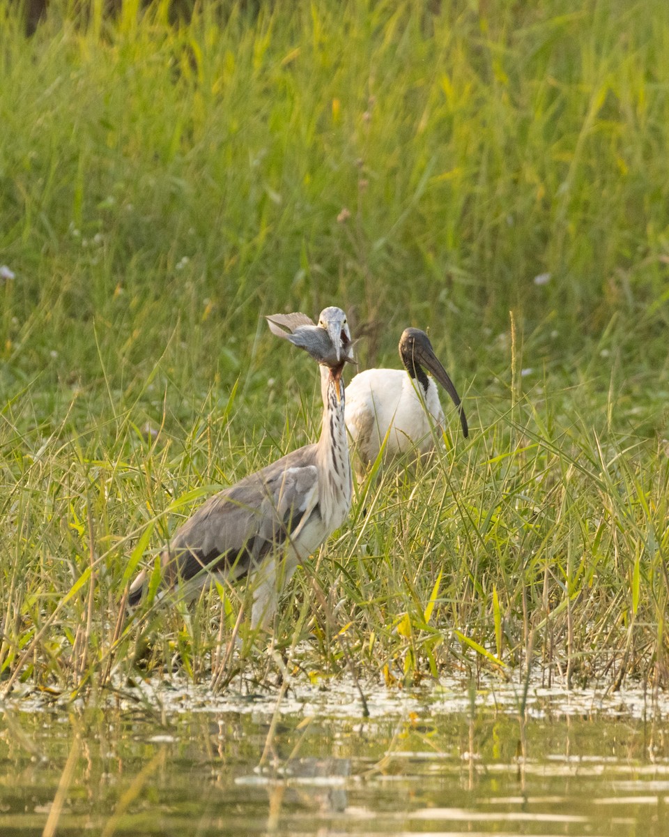 Gray Heron - ML647832163