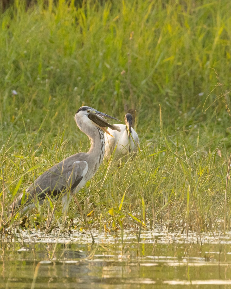 Gray Heron - ML647832164