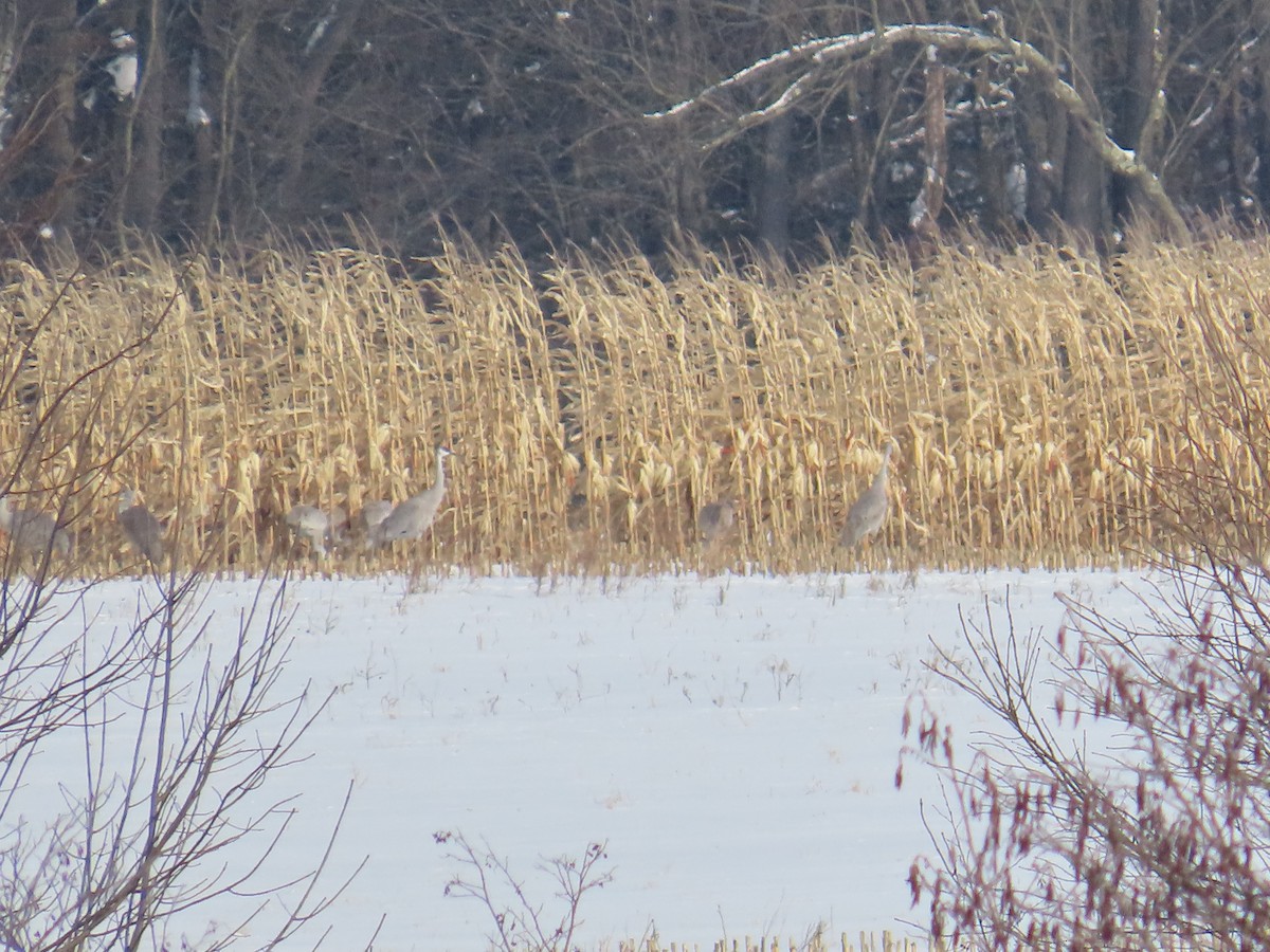 Sandhill Crane - ML647832169