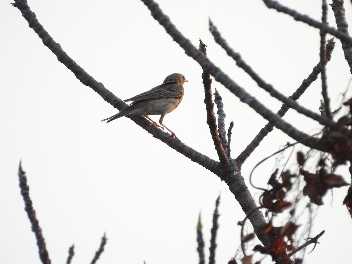 Tree Pipit - ML647832172
