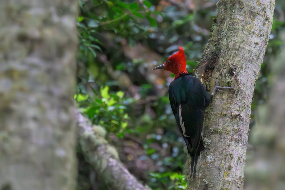 Magellanic Woodpecker - ML647832174
