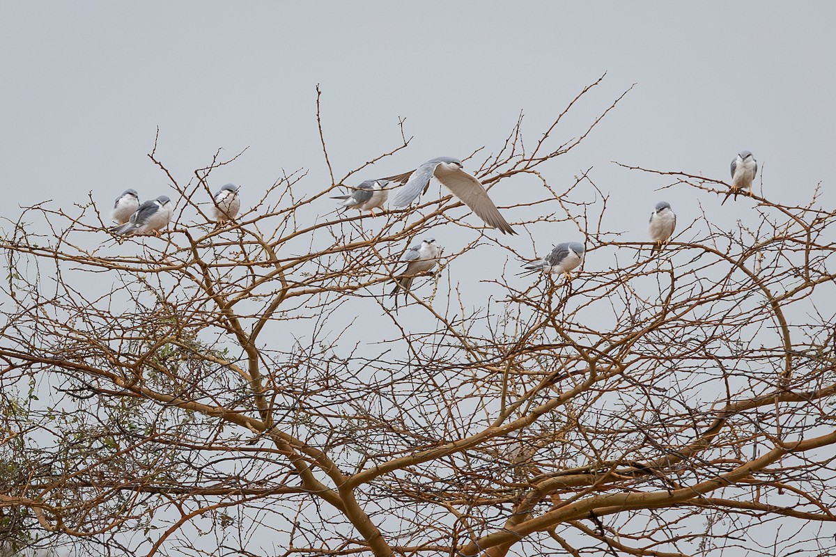 Scissor-tailed Kite - ML647832176
