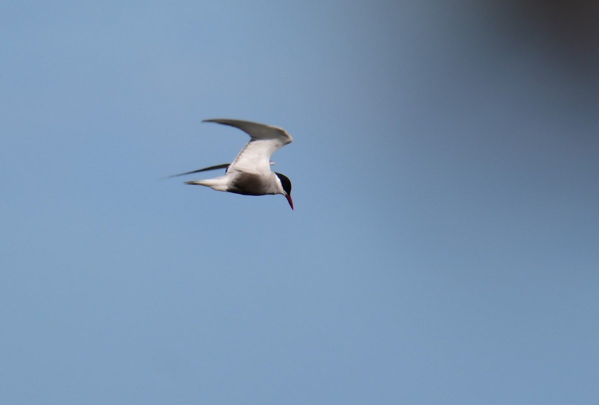 Whiskered Tern - ML647832178