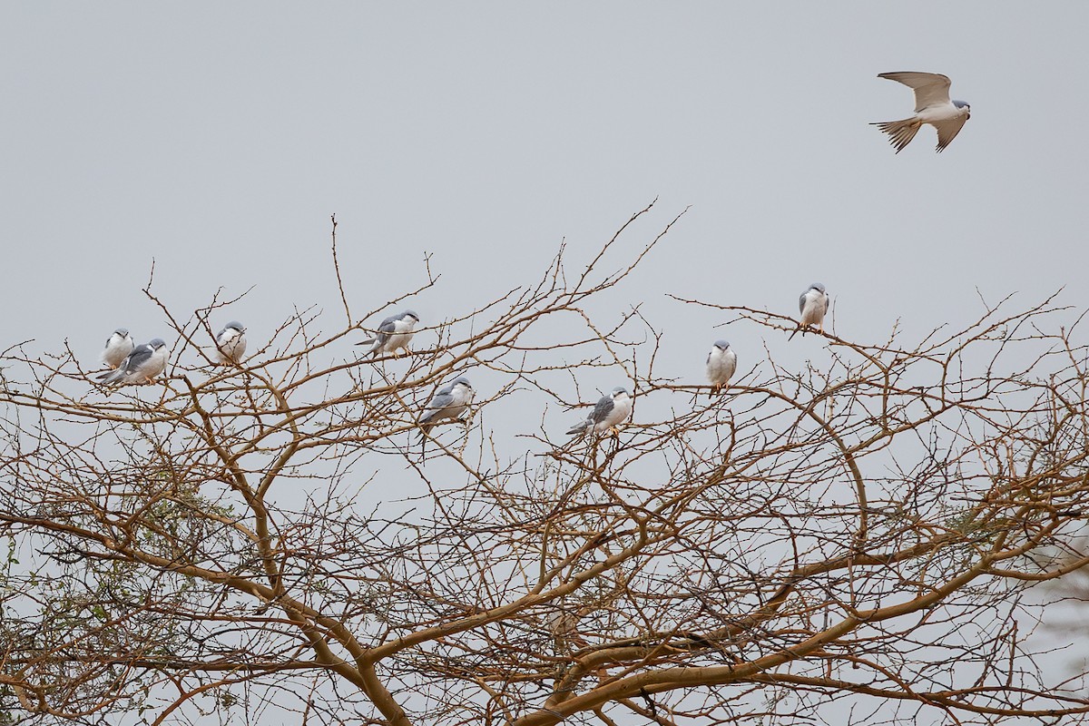 Scissor-tailed Kite - ML647832179