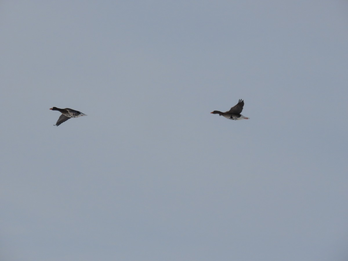 Greater White-fronted Goose - ML647832180