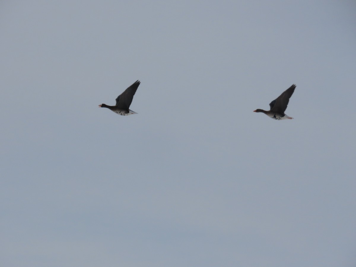 Greater White-fronted Goose - ML647832181