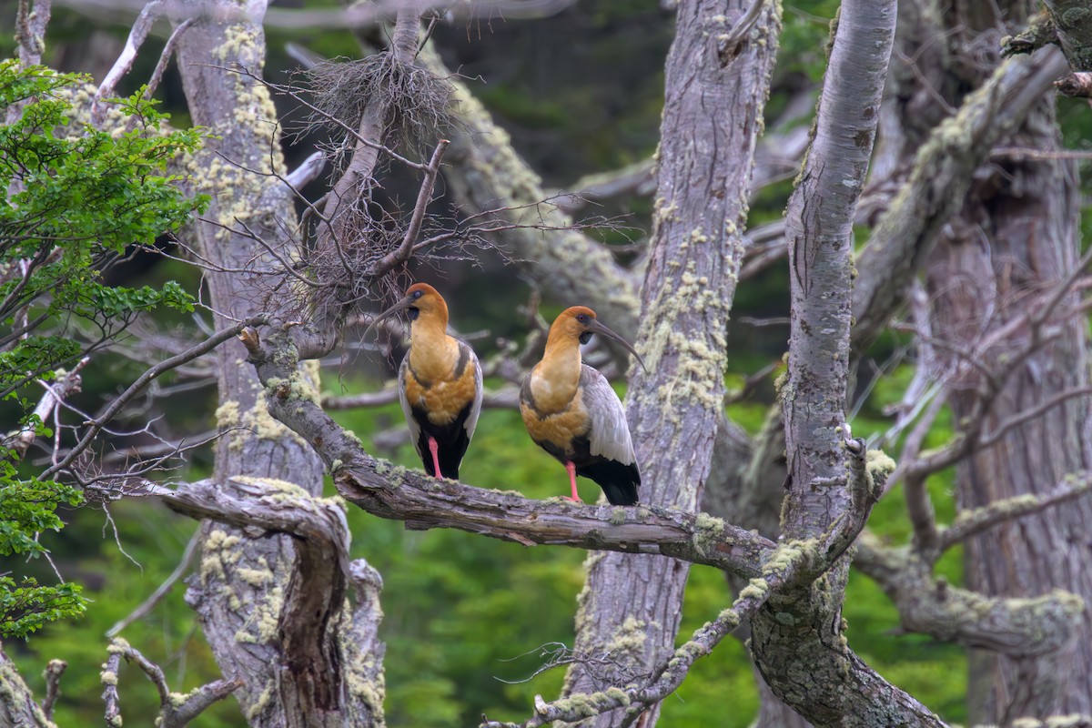 İbikli Sarıca Aynak - ML647832183