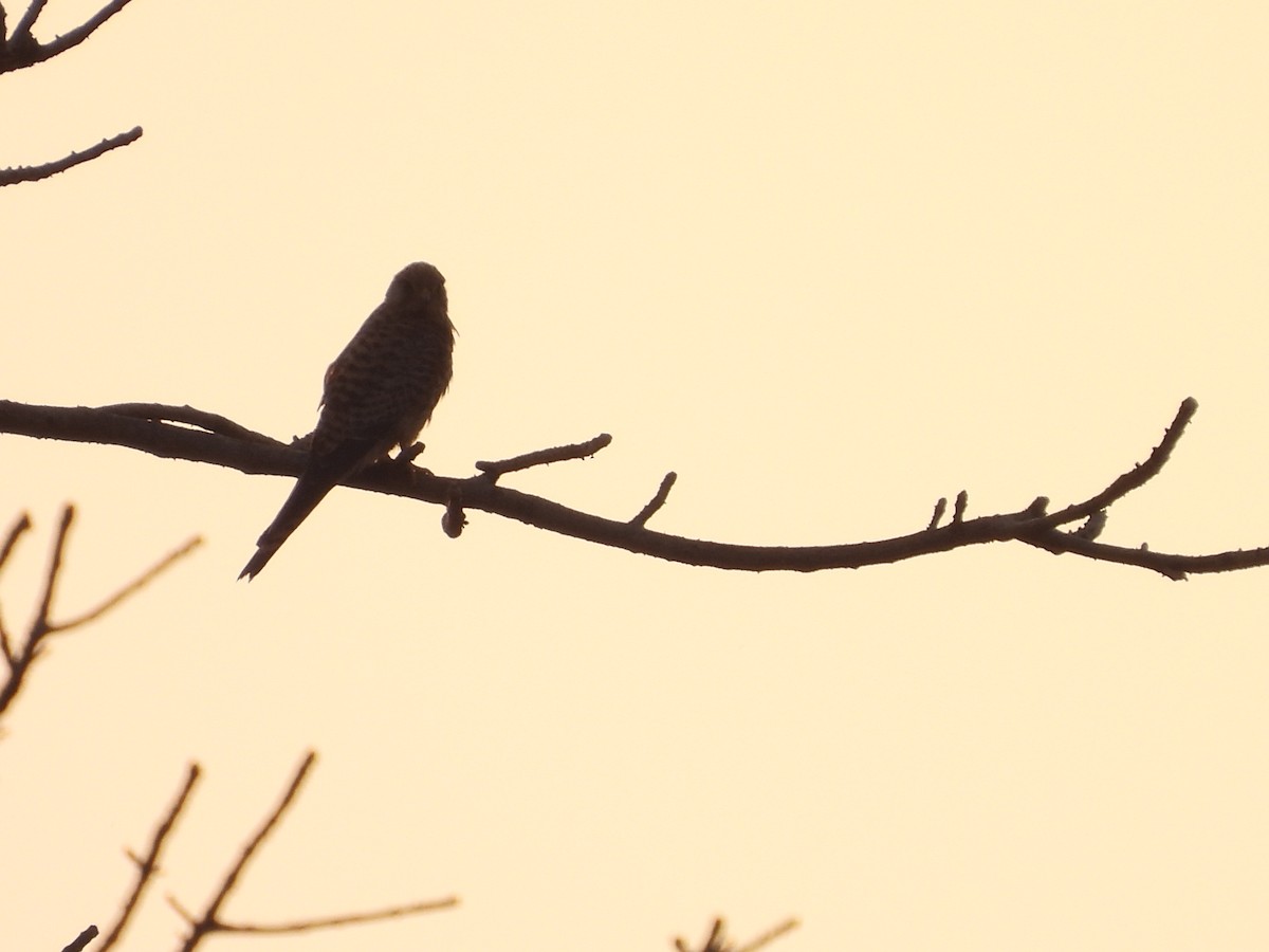 Eurasian Kestrel - ML647832184