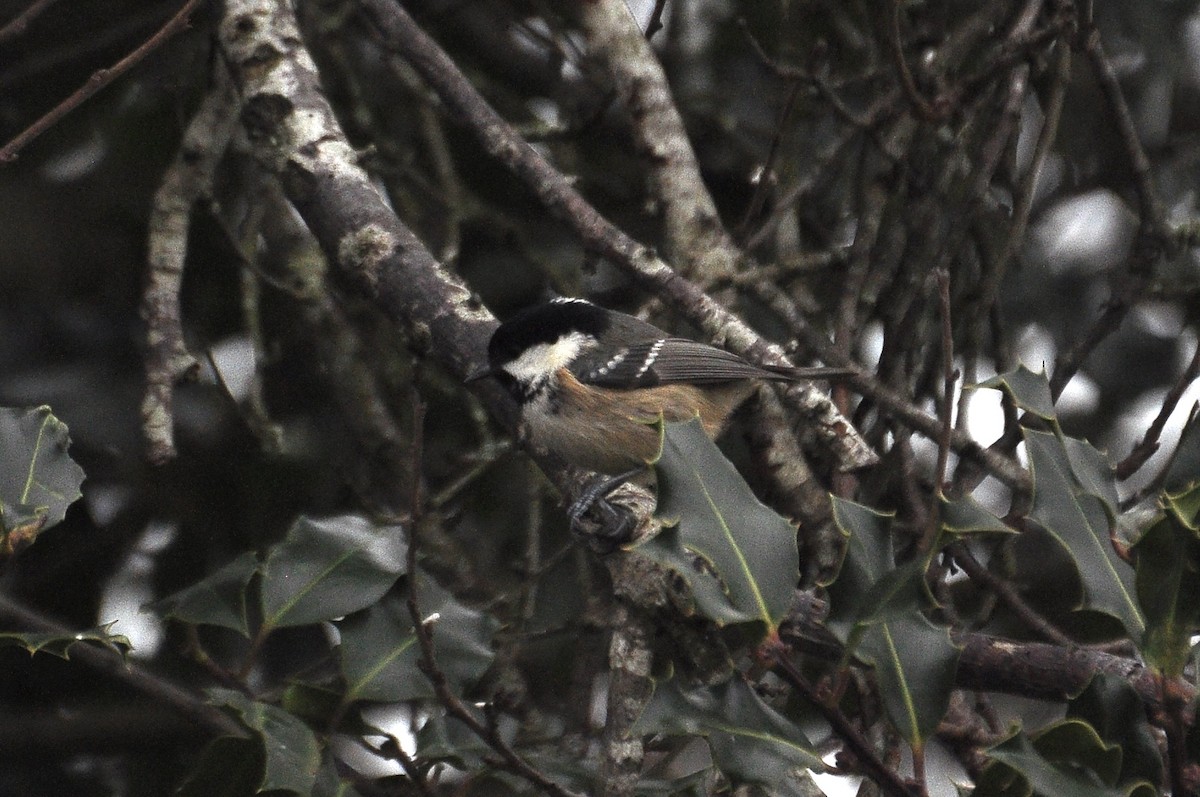 Coal Tit - ML647832186