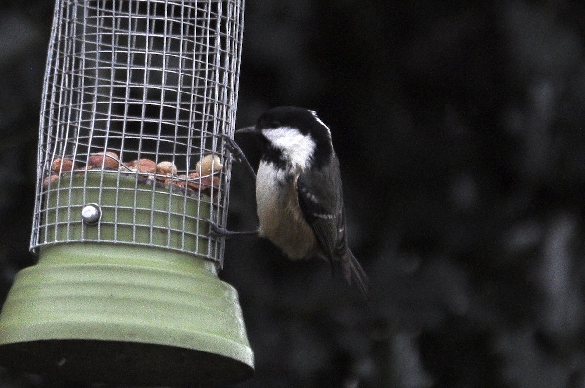 Coal Tit - ML647832187