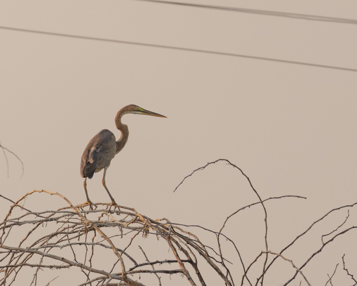 Purple Heron - ML647832188