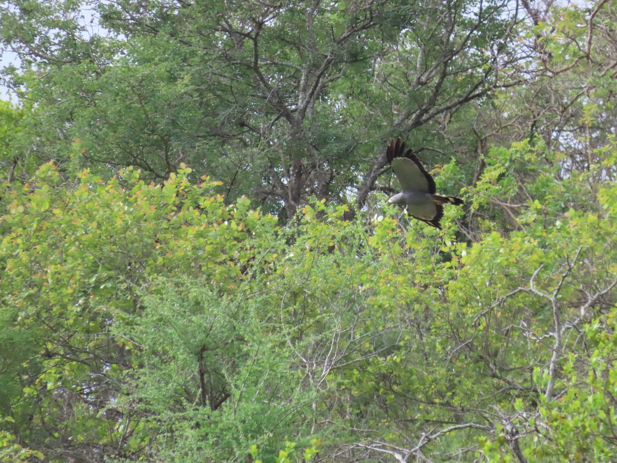African Harrier-Hawk - ML647832189