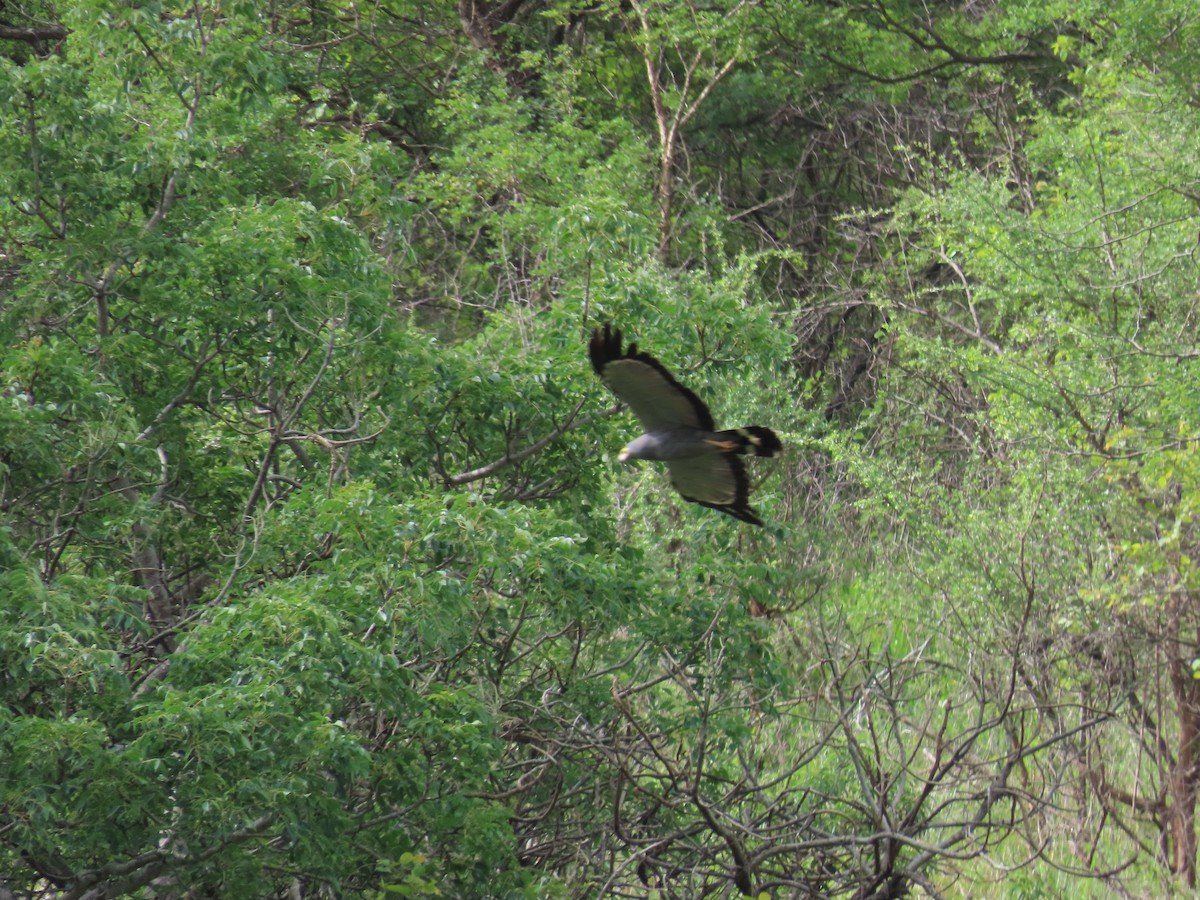 African Harrier-Hawk - ML647832190