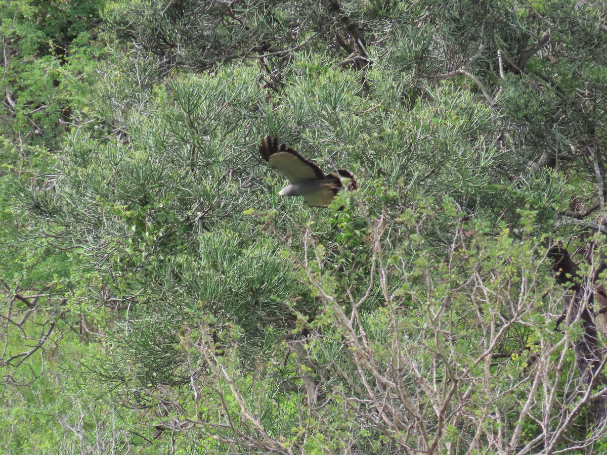 African Harrier-Hawk - ML647832191