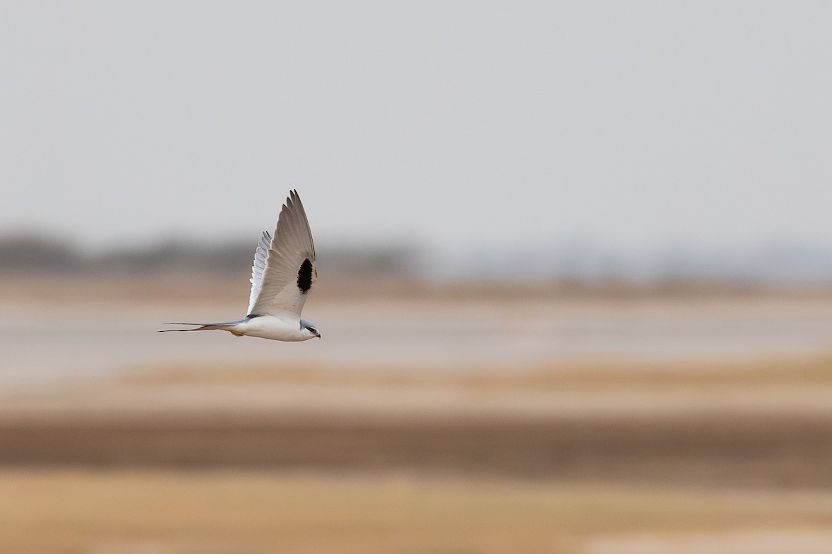 Scissor-tailed Kite - ML647832192