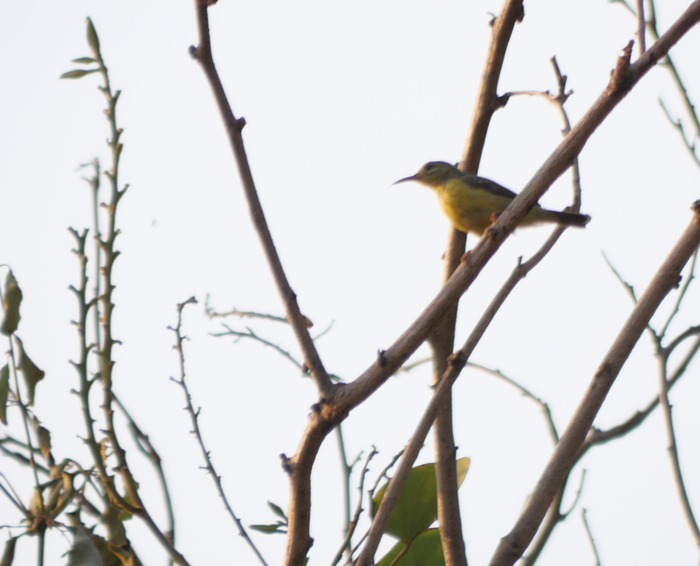 Brown-throated Sunbird - ML647832193
