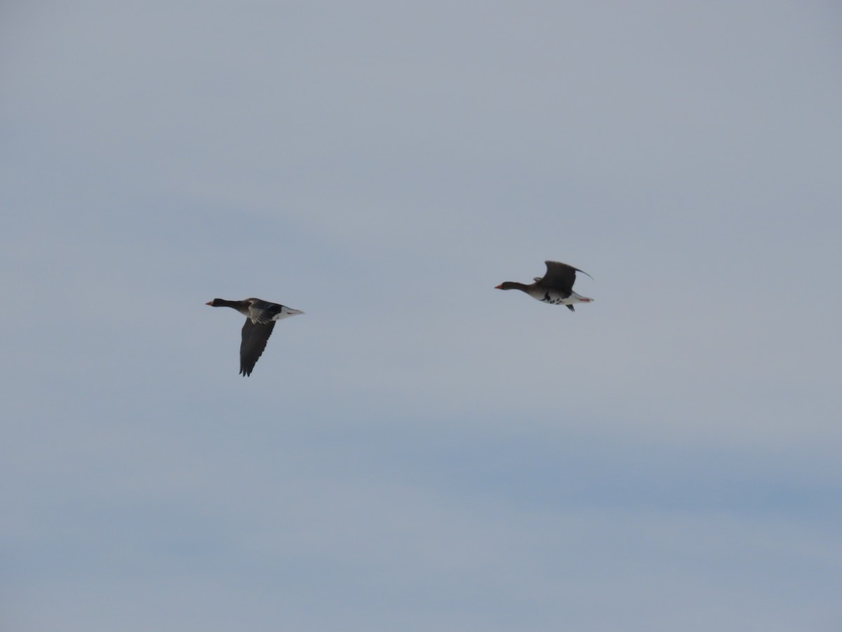 Greater White-fronted Goose - ML647832194
