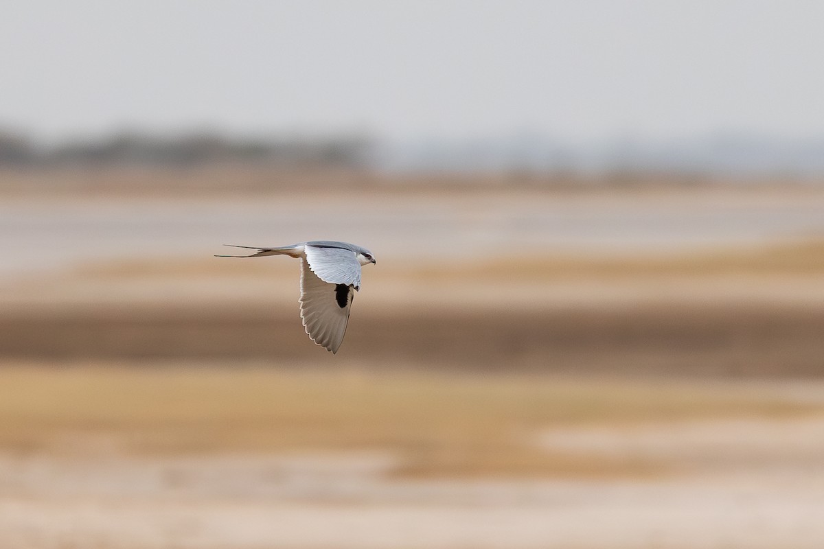 Scissor-tailed Kite - ML647832195