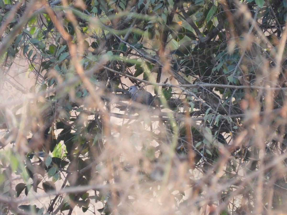 Spotted Dove - ML647832196