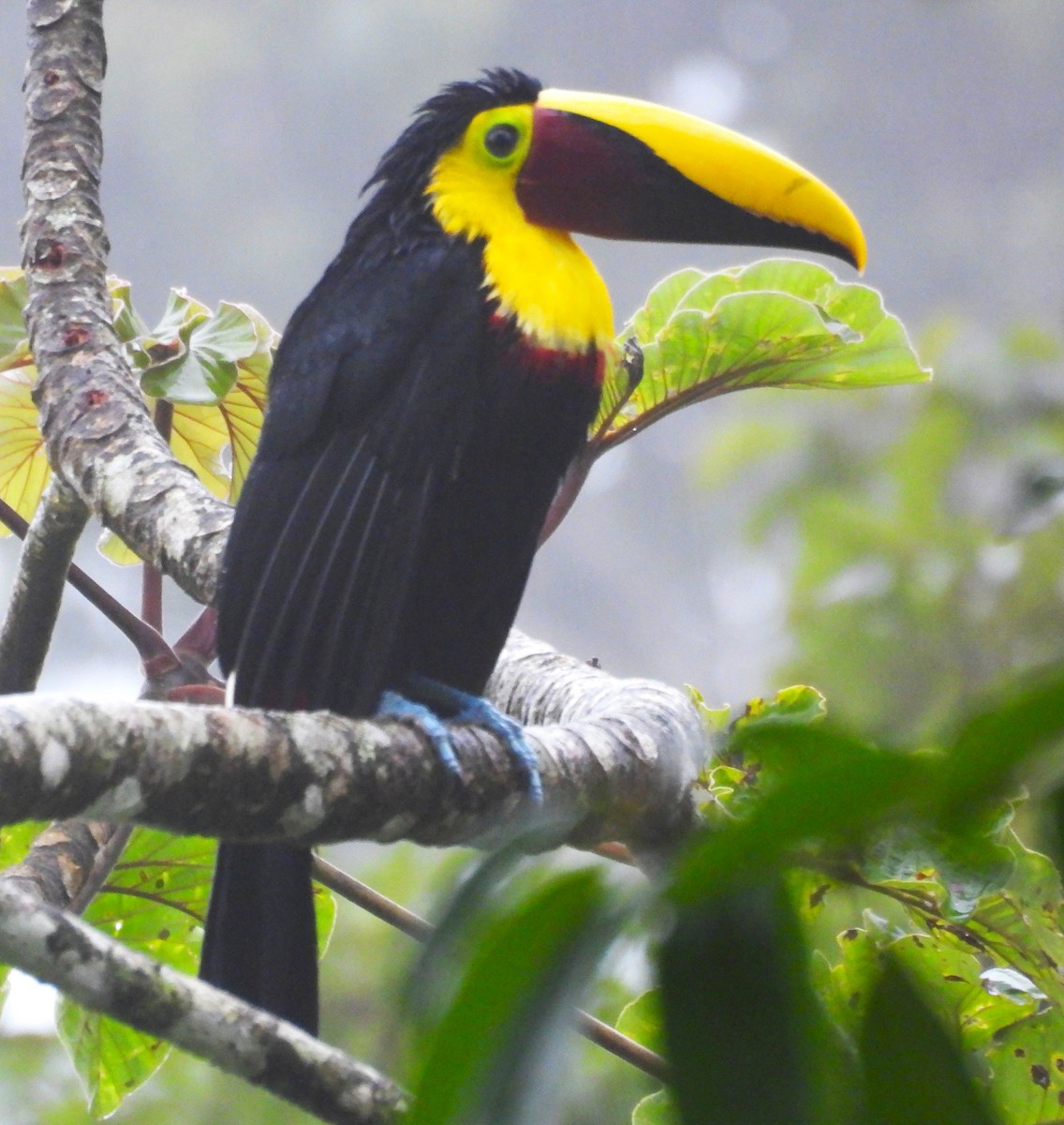 Yellow-throated Toucan - ML647832198
