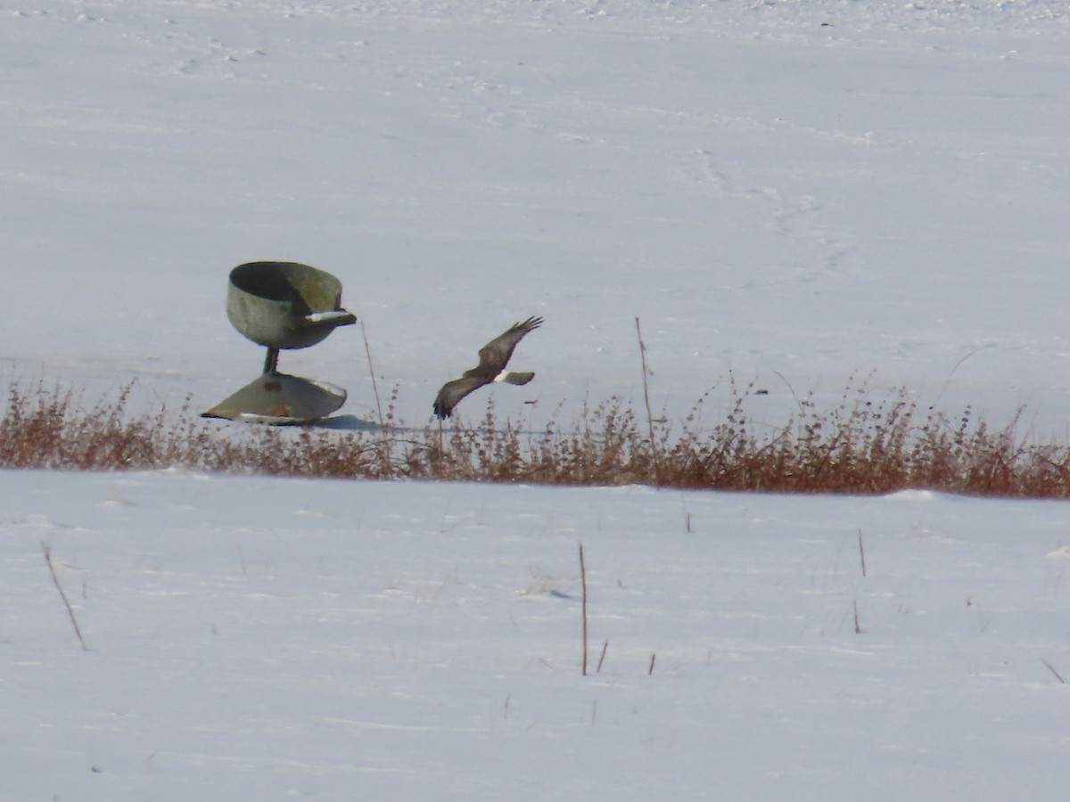 moták severoamerický - ML647832208