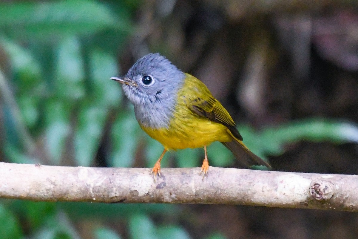 Сероголовая комароловка - ML647832225