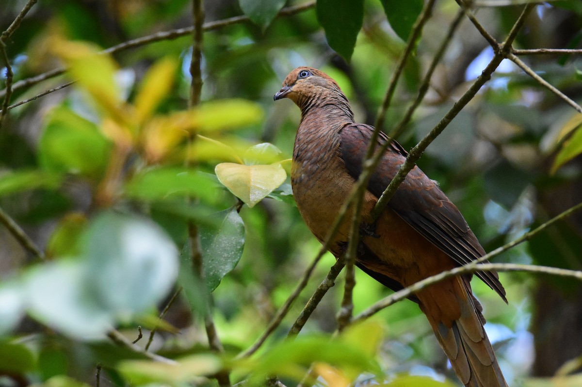 Maronentaube - ML647832273